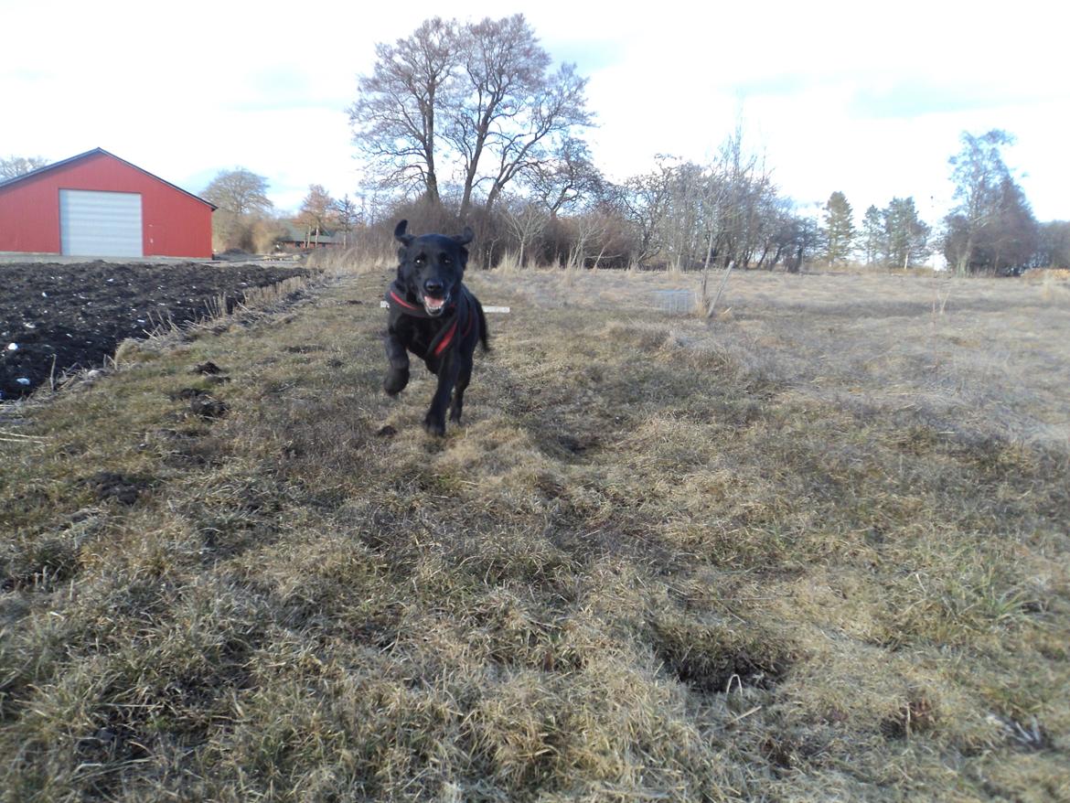 Labrador retriever Raja - Griib mig!! billede 21