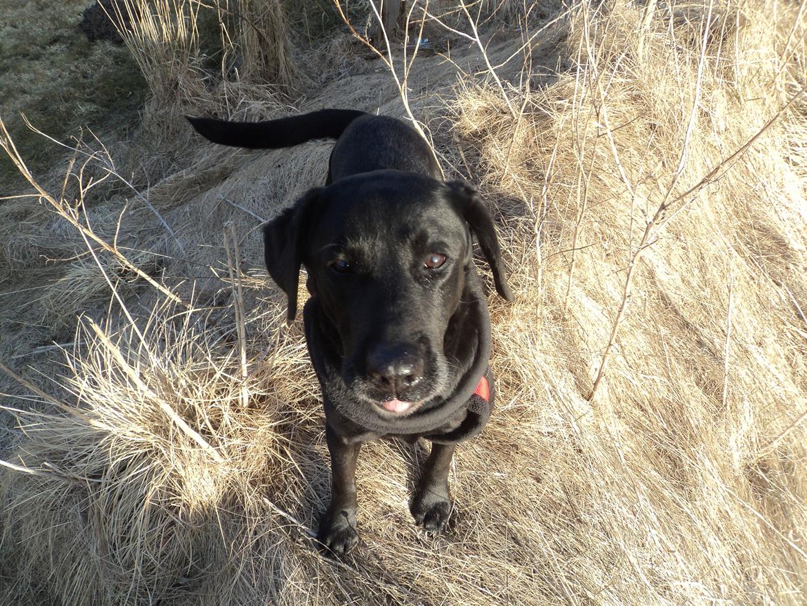 Labrador retriever Raja - Må jeg ikke nok få en godbid nu?  billede 18