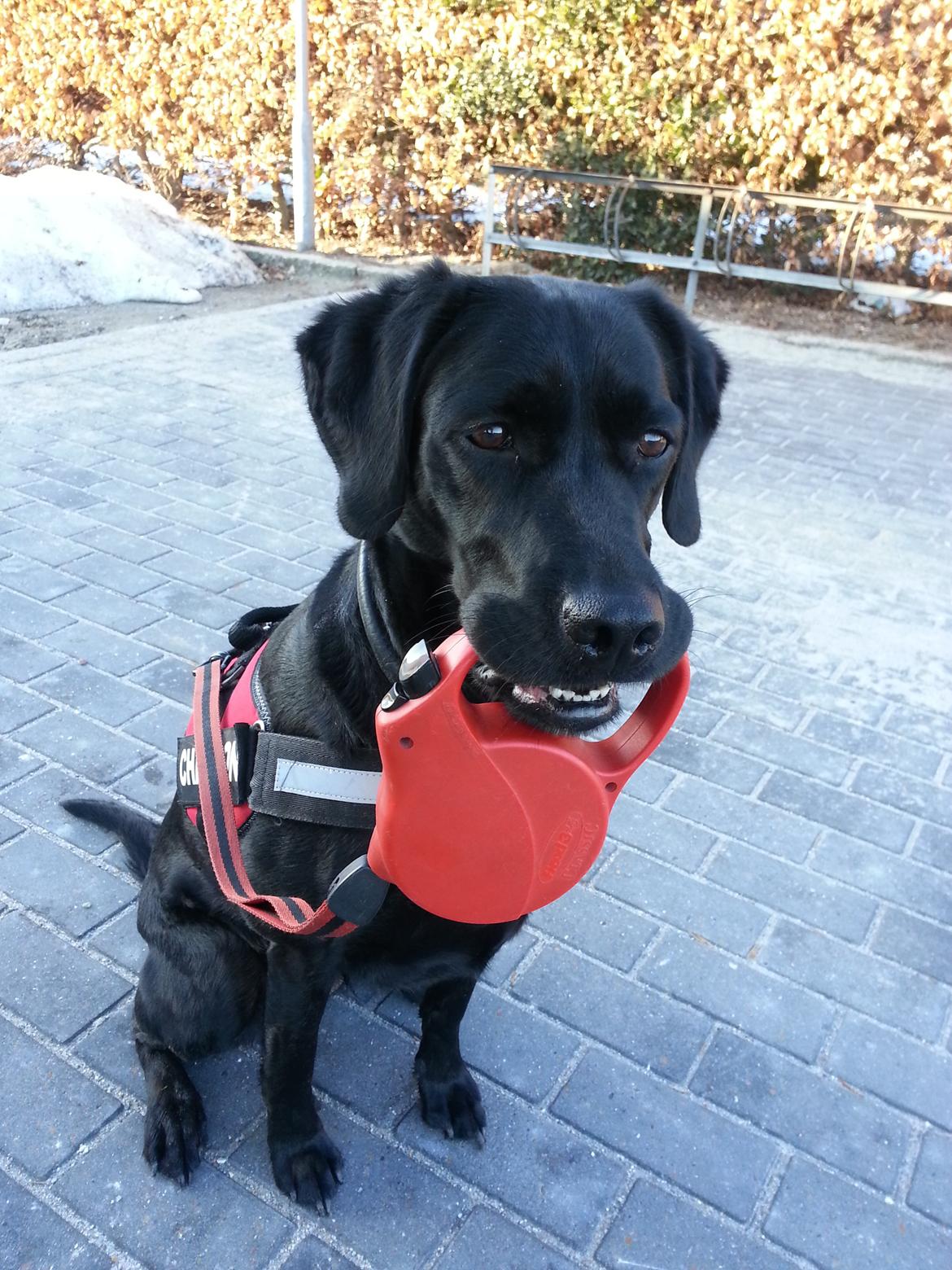 Blanding af racer Gaby - Mor synes det er så sødt når jeg går tur med mig selv:) Her har jeg set en hund over på den anden side af gaden, og det synes jeg jo var spændende :)  billede 19
