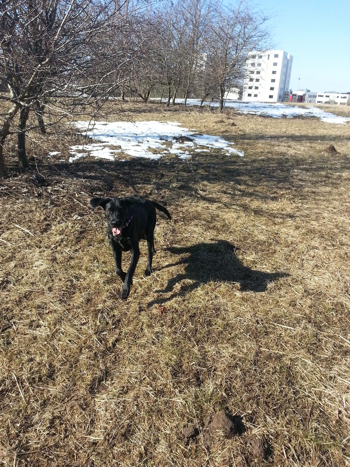Blanding af racer Gaby - Hu hej hvor det går... Jeg er en tur på engen, og jeg elsker det :)  billede 20