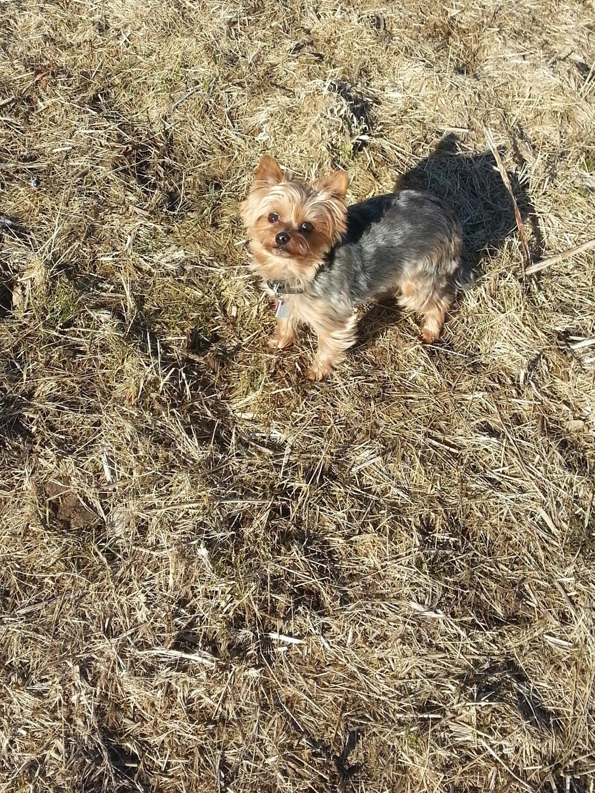 Yorkshire terrier Betsy - Mig, min lille søster Gaby. far og mor er en tur på engen. Mor synes at Gaby skulle ud og løbe lidt. Men hun kan ikke stå for lille mig:)  billede 19