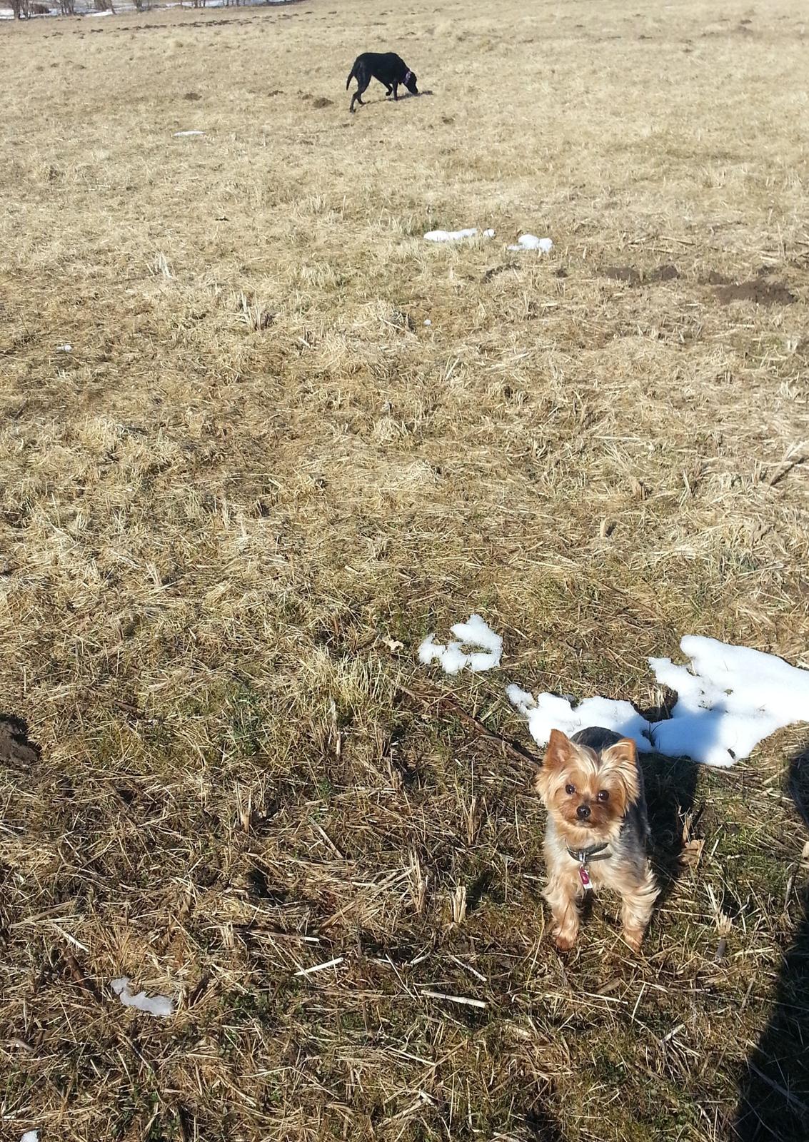 Yorkshire terrier Betsy - Her er vi også en tur på engen/skoven. Gaby min lille søster er i baggrunden og løber rundt. Jeg fatter ikke hun gider at tosse sådan rundt, hun bliver såå beskidt. Godt det ikk er mig!!! Jeg holder mig tæt på mor og far, for de går hvor der er nogenlunde billede 20