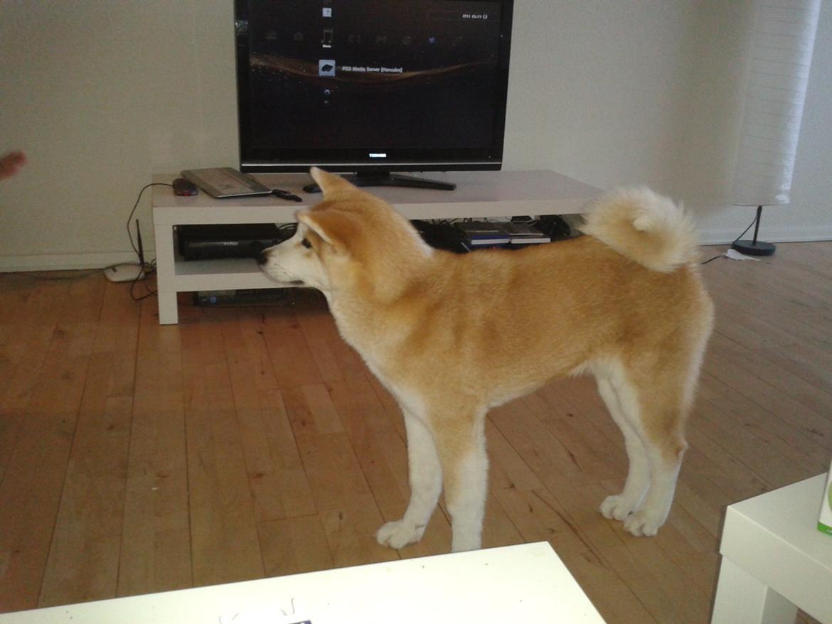 Akita inu Kumi billede 7