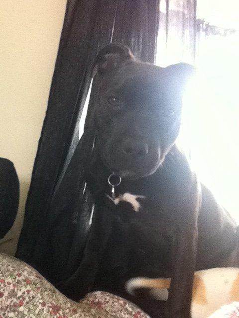 Staffordshire bull terrier Angel carbonara staff sodalis billede 1