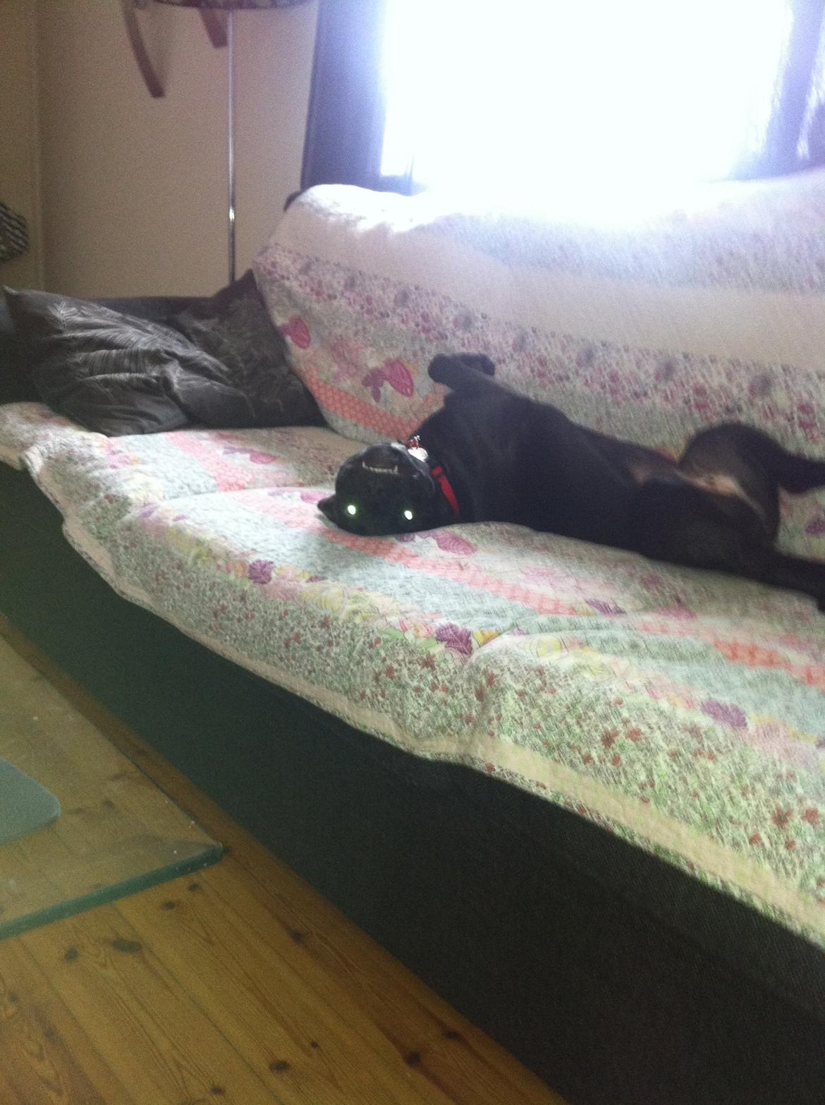 Staffordshire bull terrier Angel carbonara staff sodalis billede 2