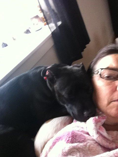 Staffordshire bull terrier Angel carbonara staff sodalis billede 3