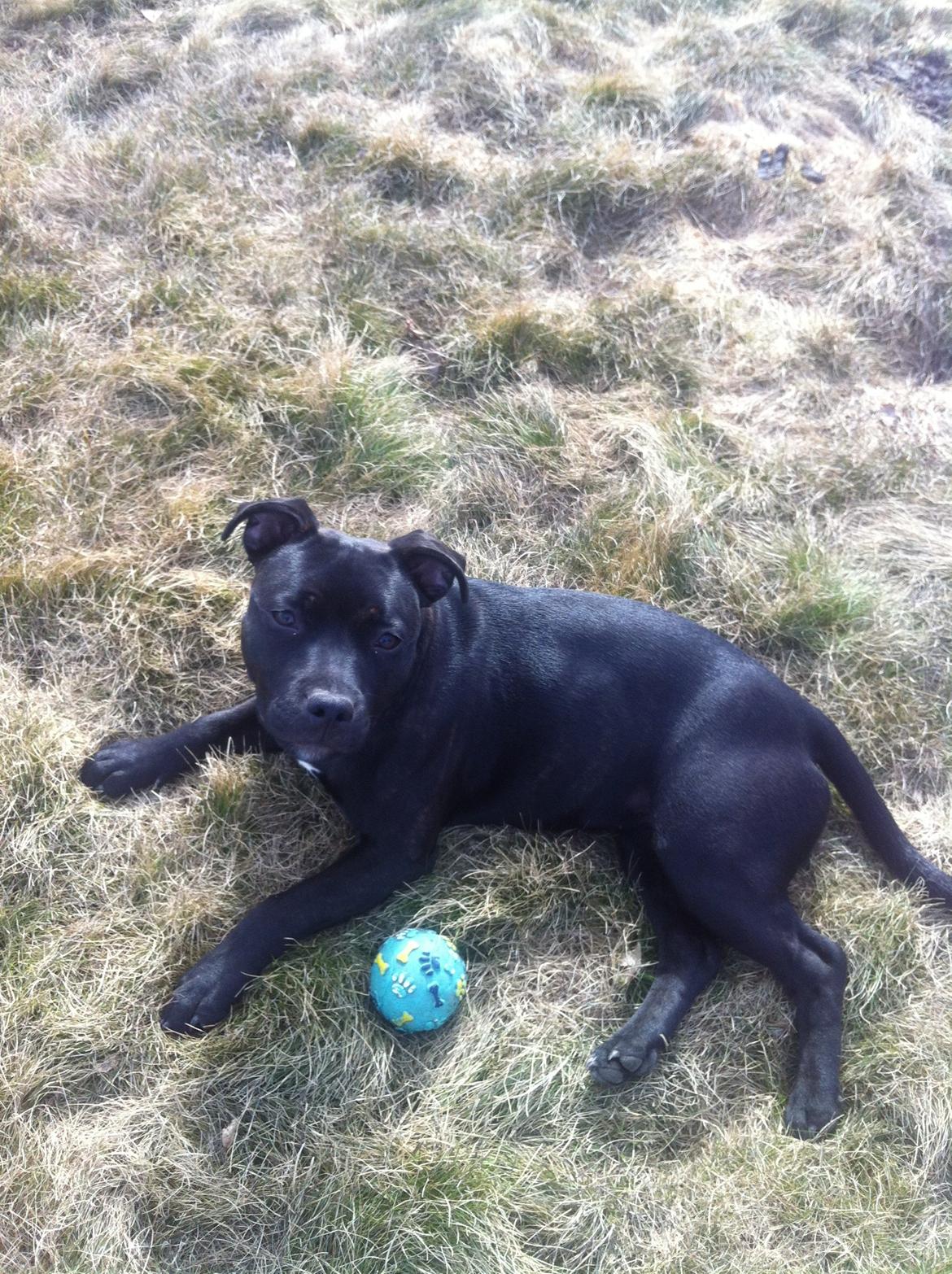 Staffordshire bull terrier Angel carbonara staff sodalis billede 4