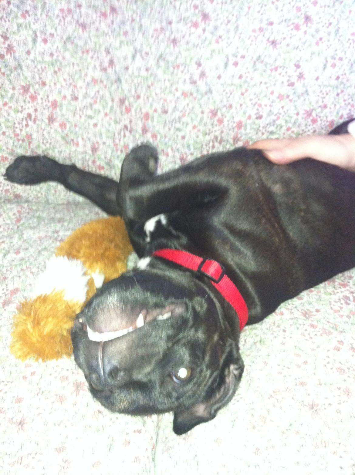 Staffordshire bull terrier Angel carbonara staff sodalis billede 5