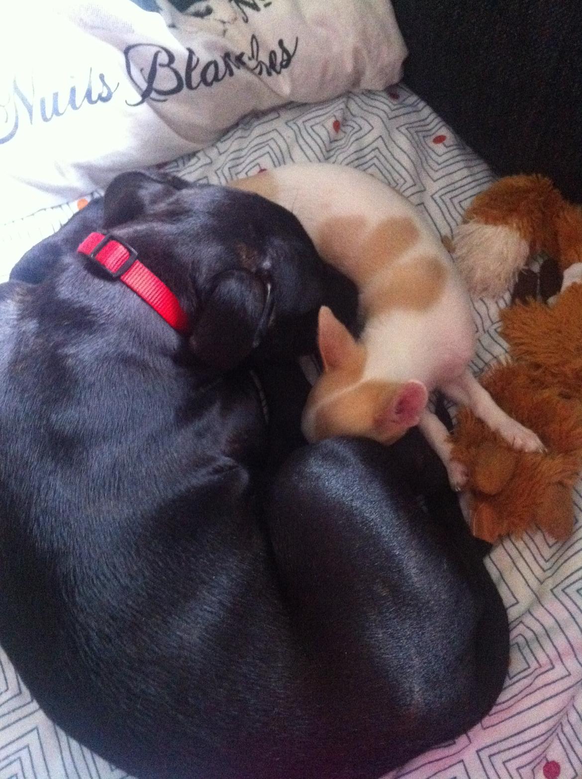 Staffordshire bull terrier Angel carbonara staff sodalis billede 6