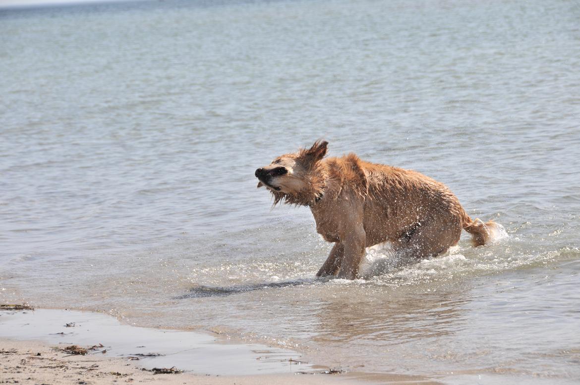 Blanding af racer Alex - Vandhunden... billede 18
