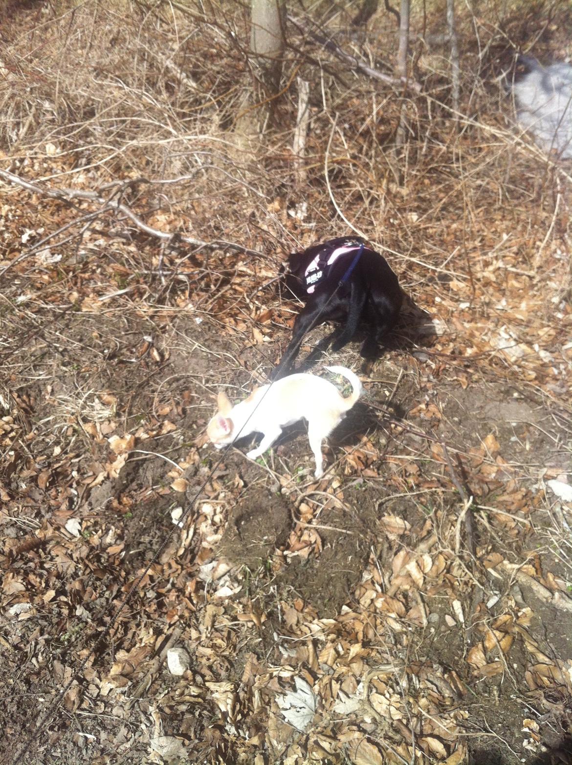 Chihuahua Louie billede 1