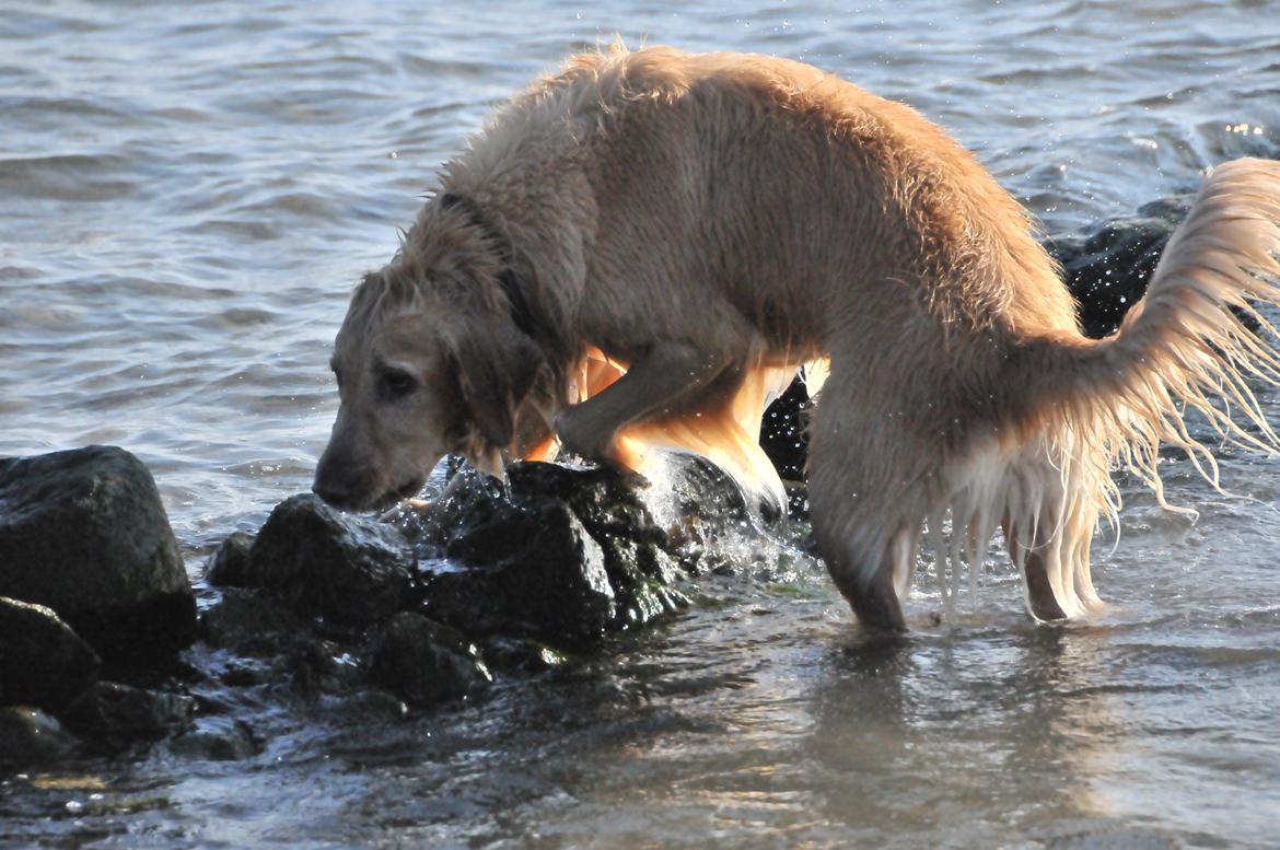 Blanding af racer Alex - Hehe... billede 19