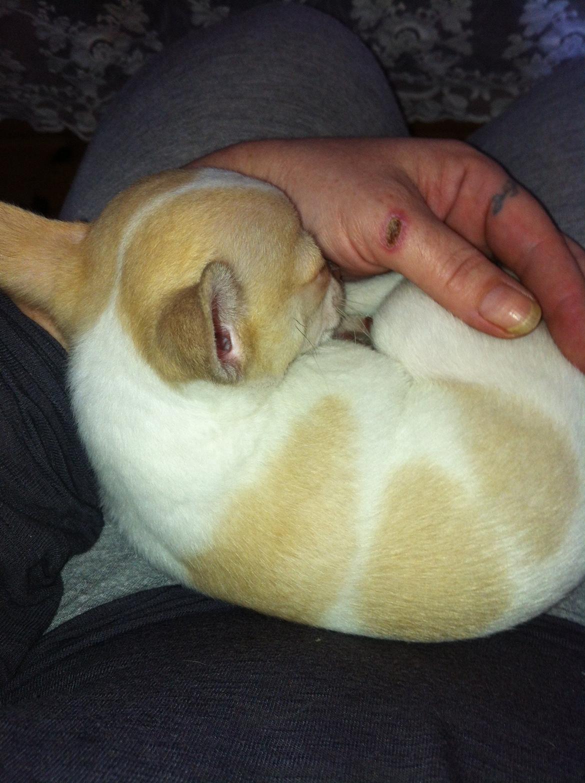 Chihuahua Louie billede 2