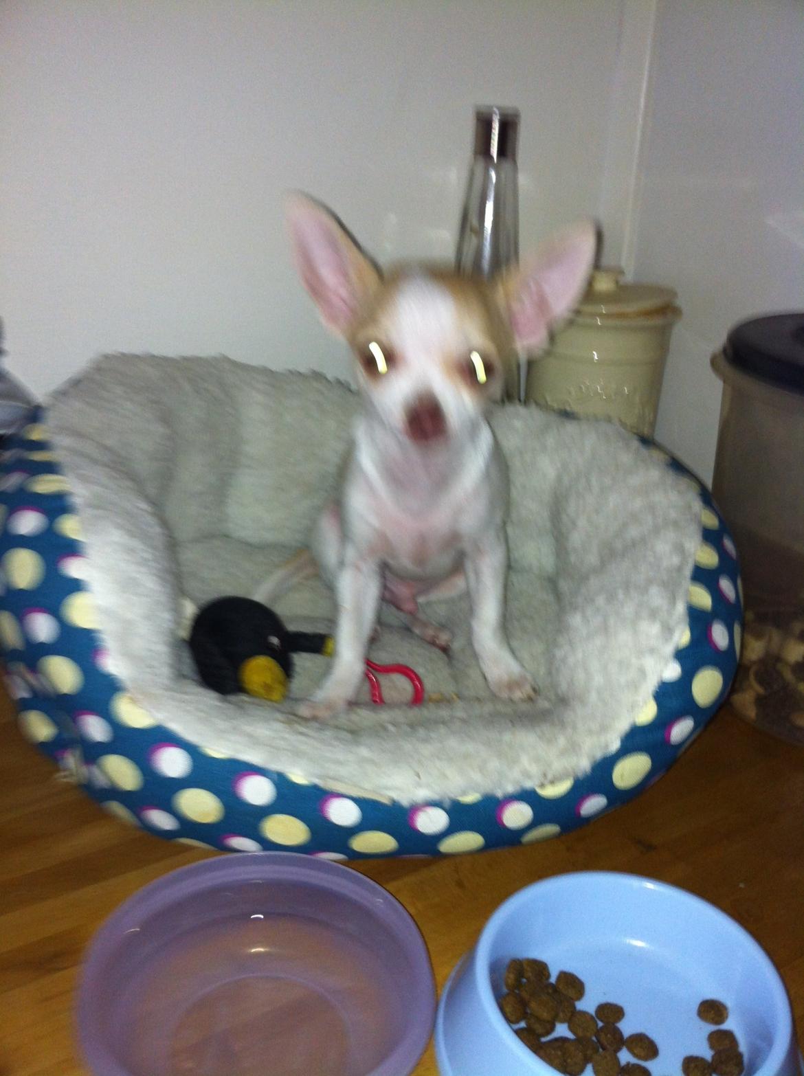 Chihuahua Louie billede 3