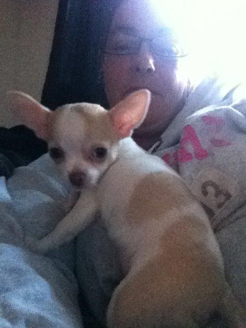 Chihuahua Louie billede 4