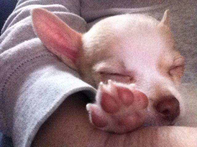 Chihuahua Louie billede 5