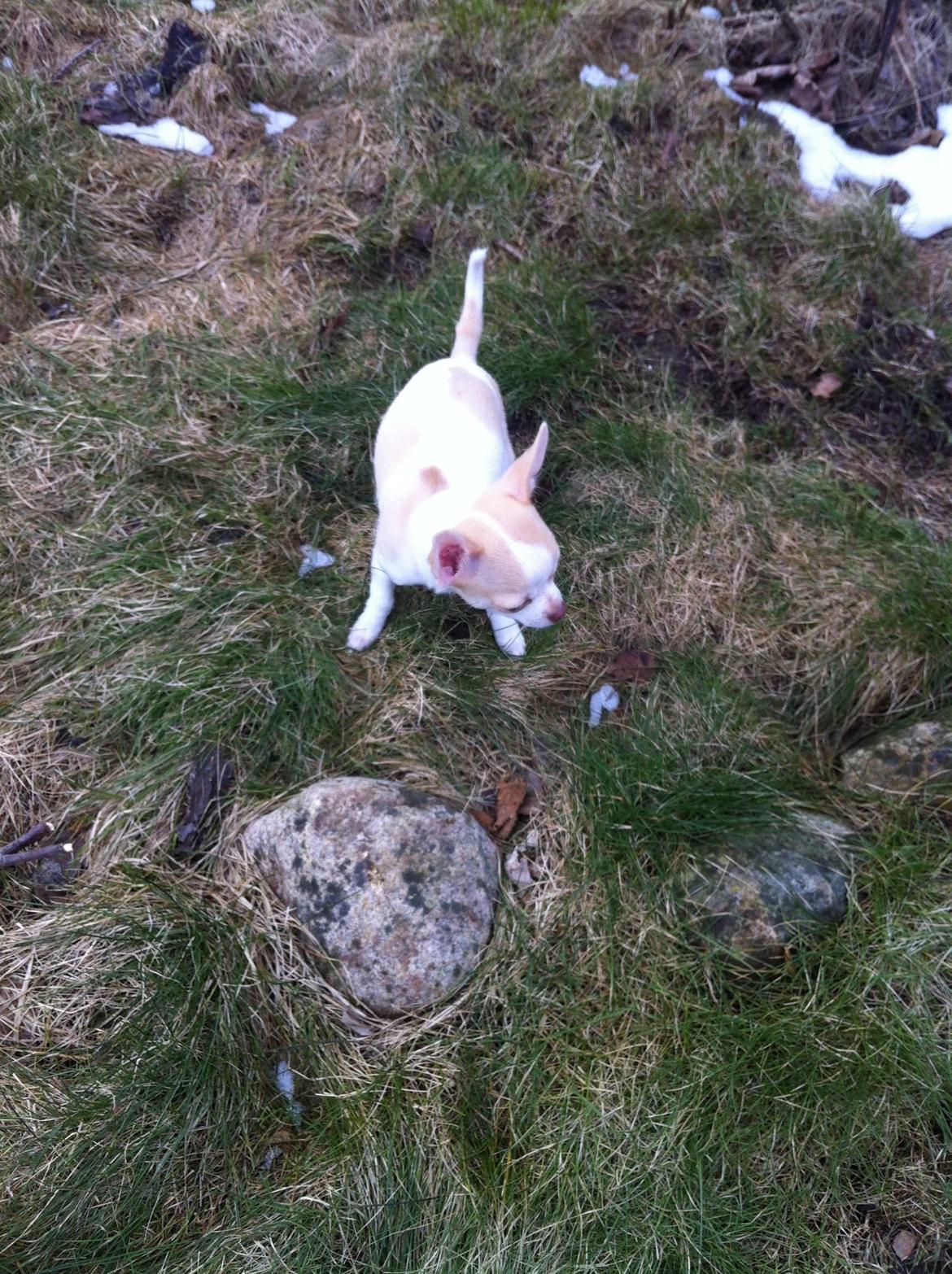 Chihuahua Louie billede 6