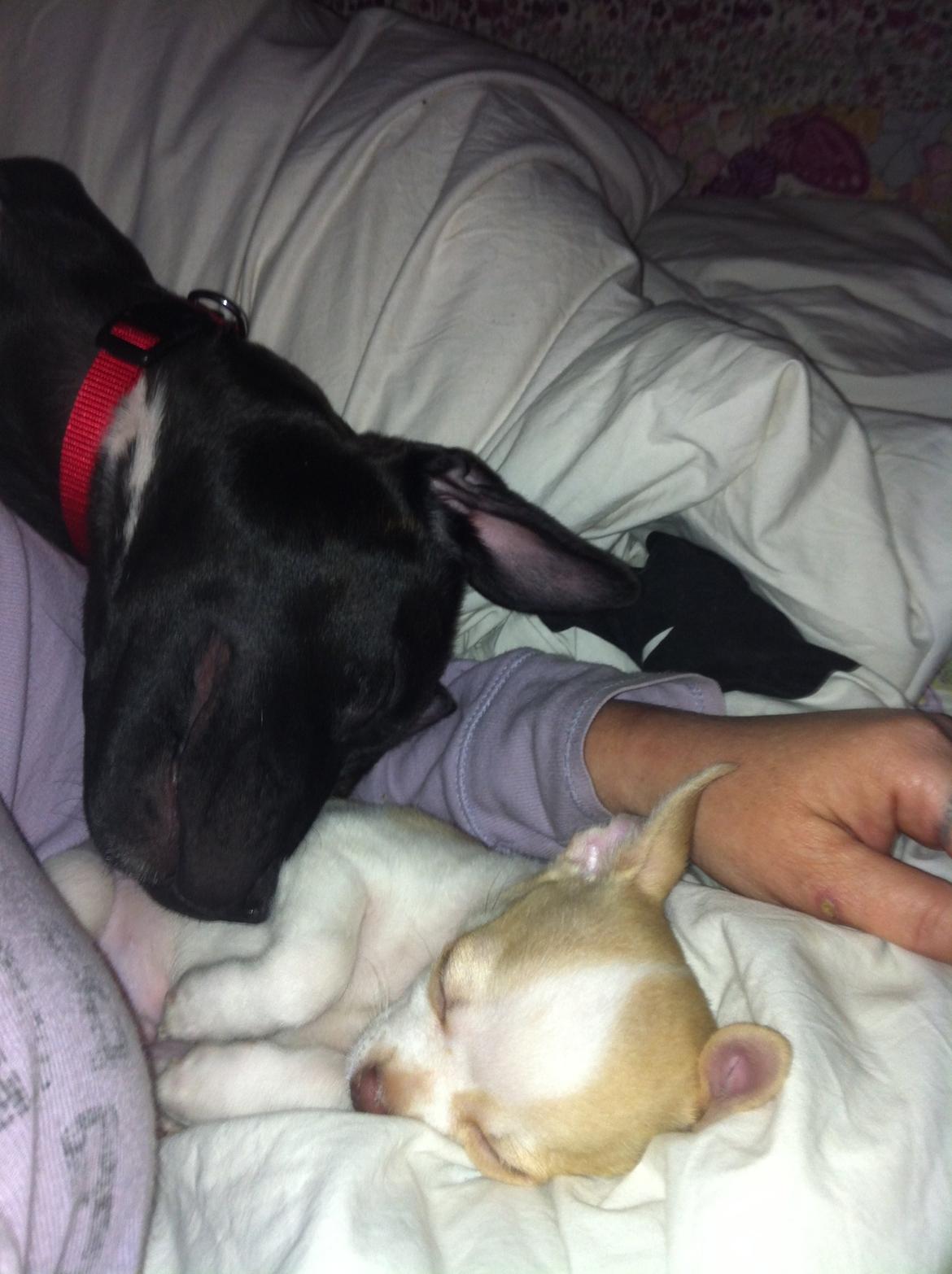 Chihuahua Louie billede 7