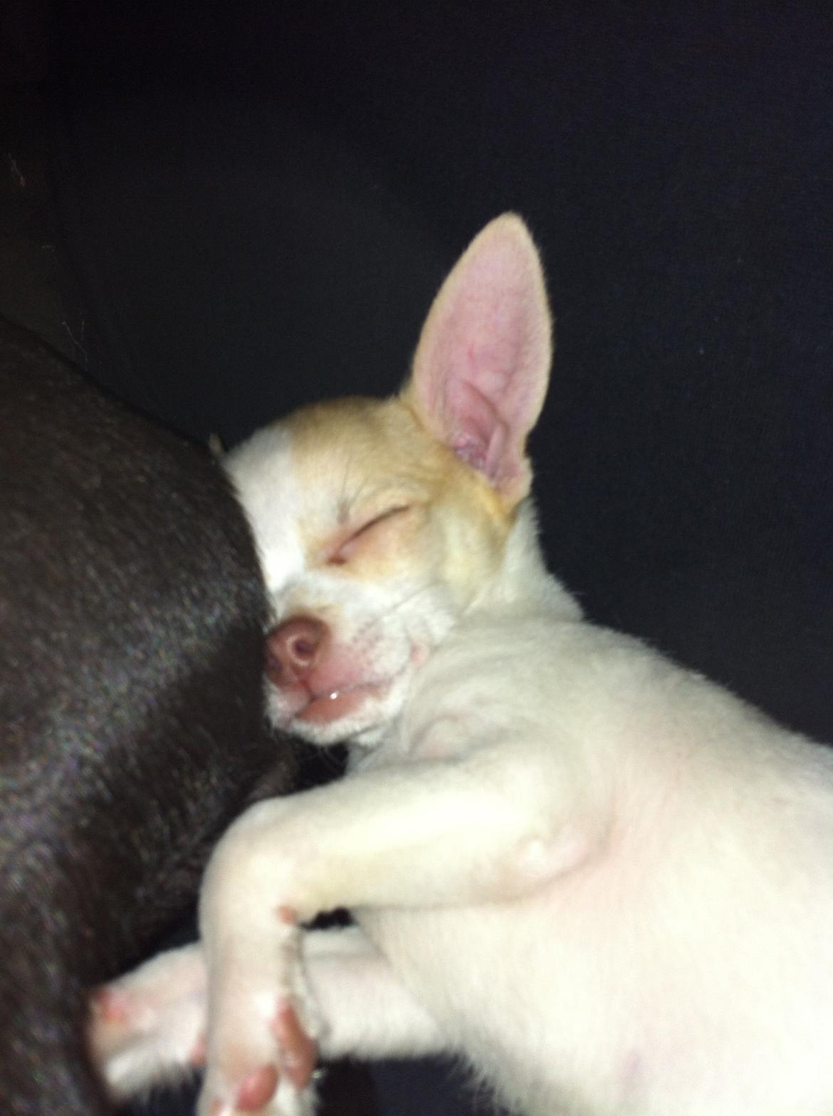 Chihuahua Louie billede 8