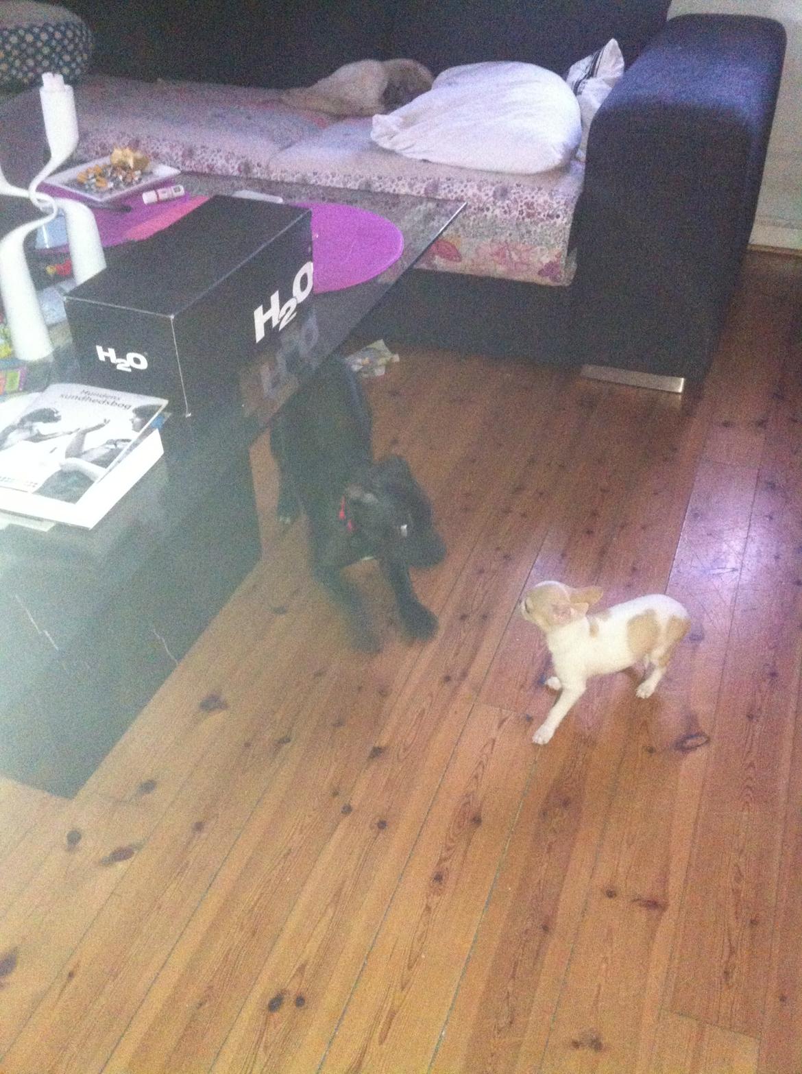 Chihuahua Louie billede 9