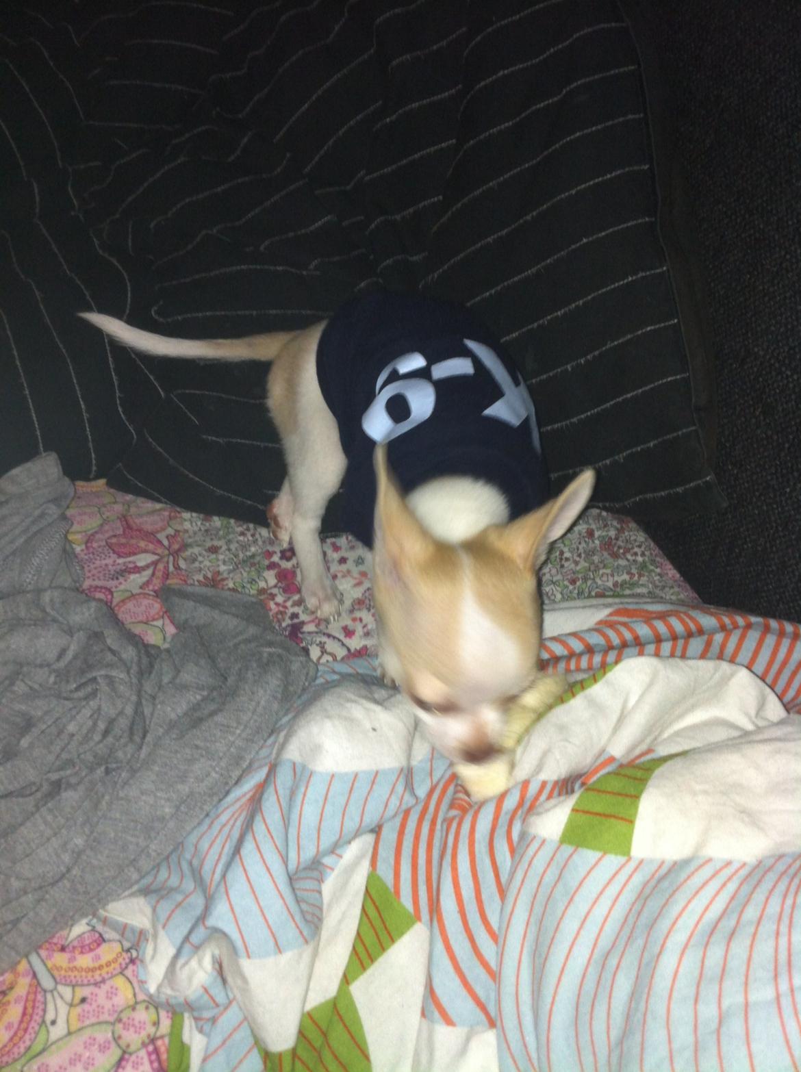 Chihuahua Louie billede 10