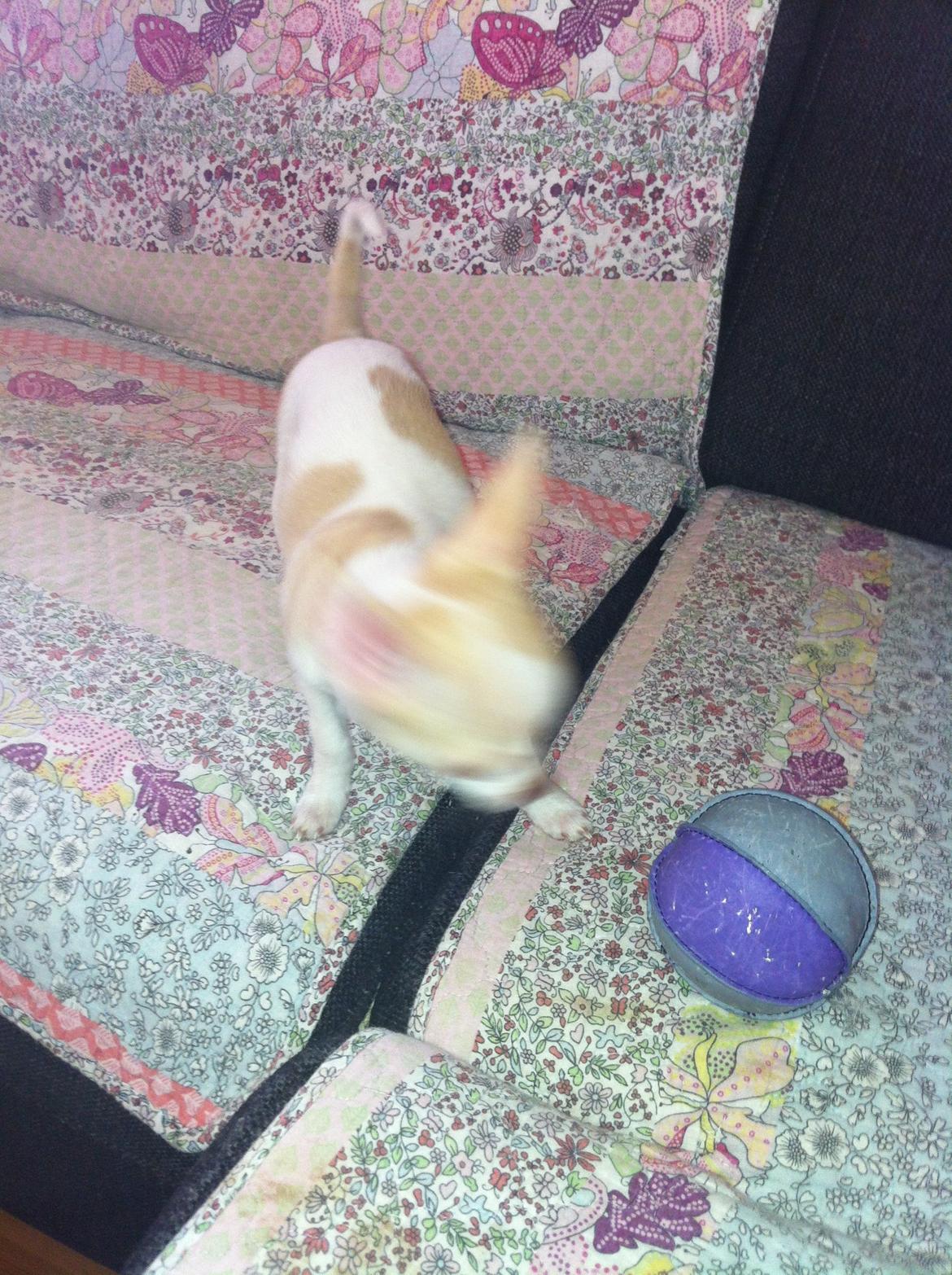 Chihuahua Louie billede 11