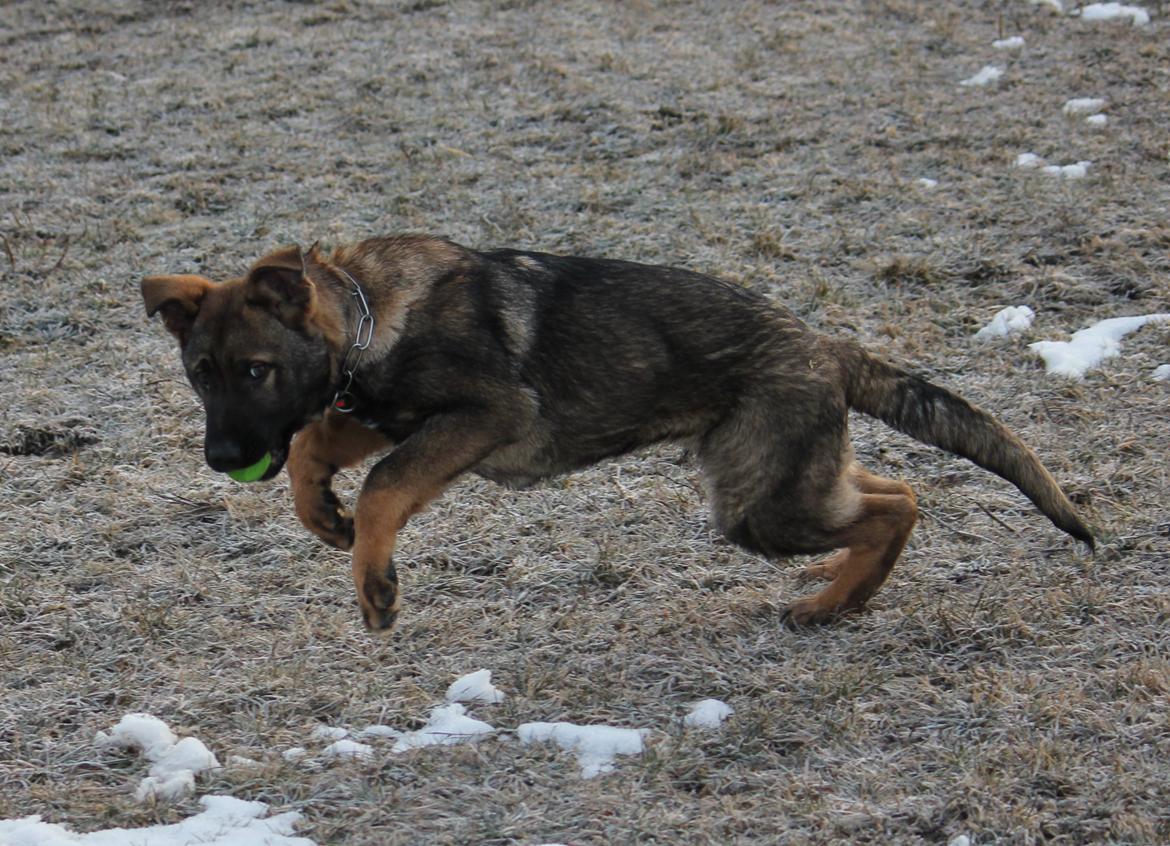 Schæferhund Ricla's Angus billede 9