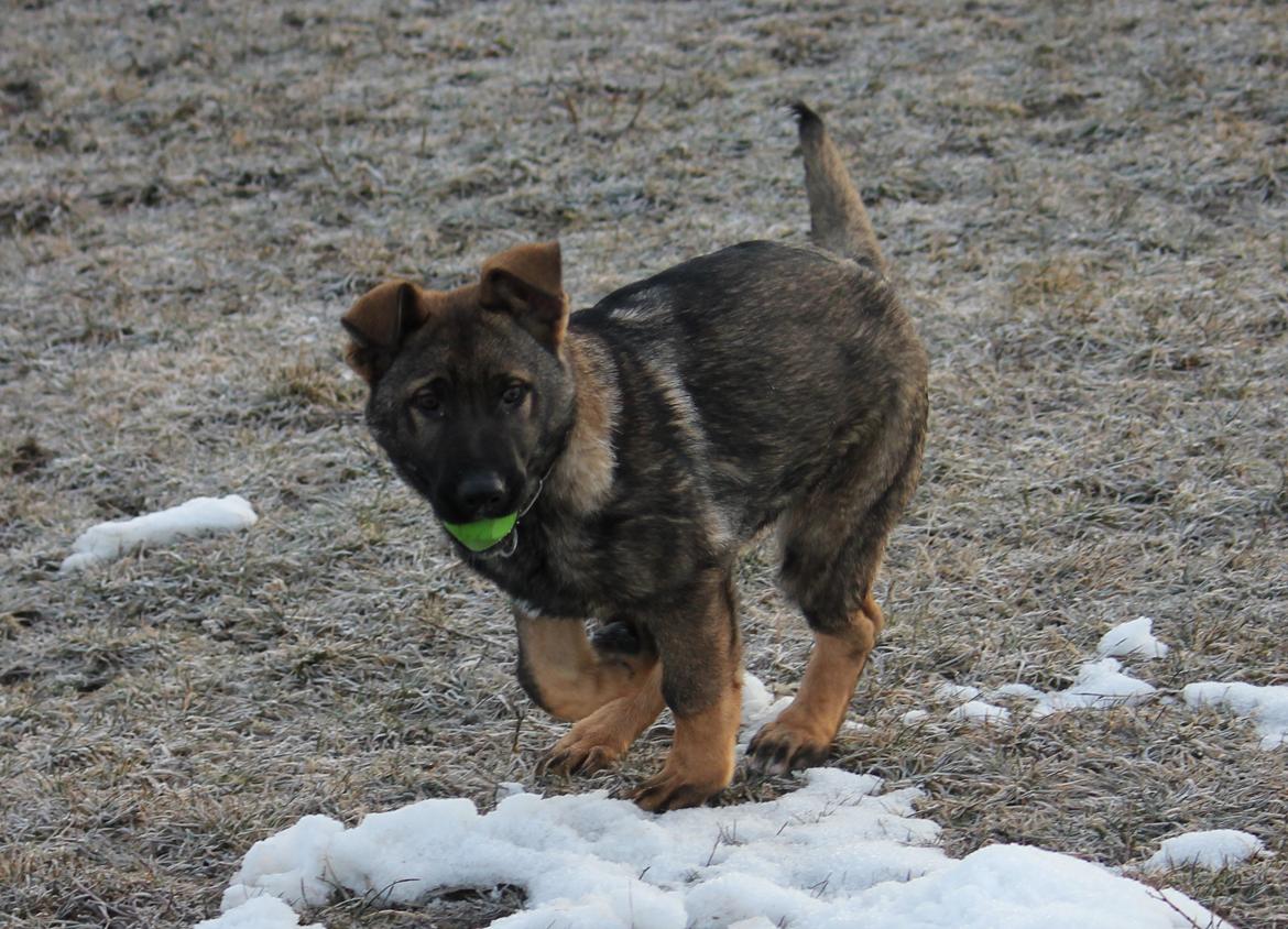 Schæferhund Ricla's Angus billede 10
