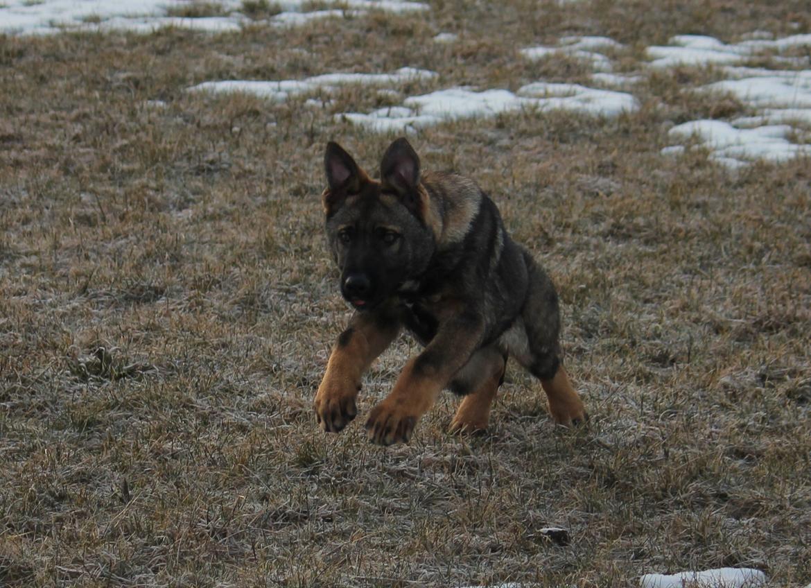 Schæferhund Ricla's Angus billede 11