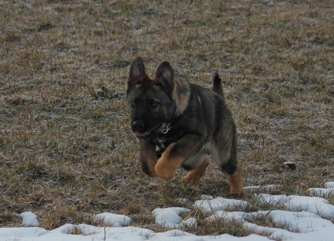 Schæferhund Ricla's Angus billede 12