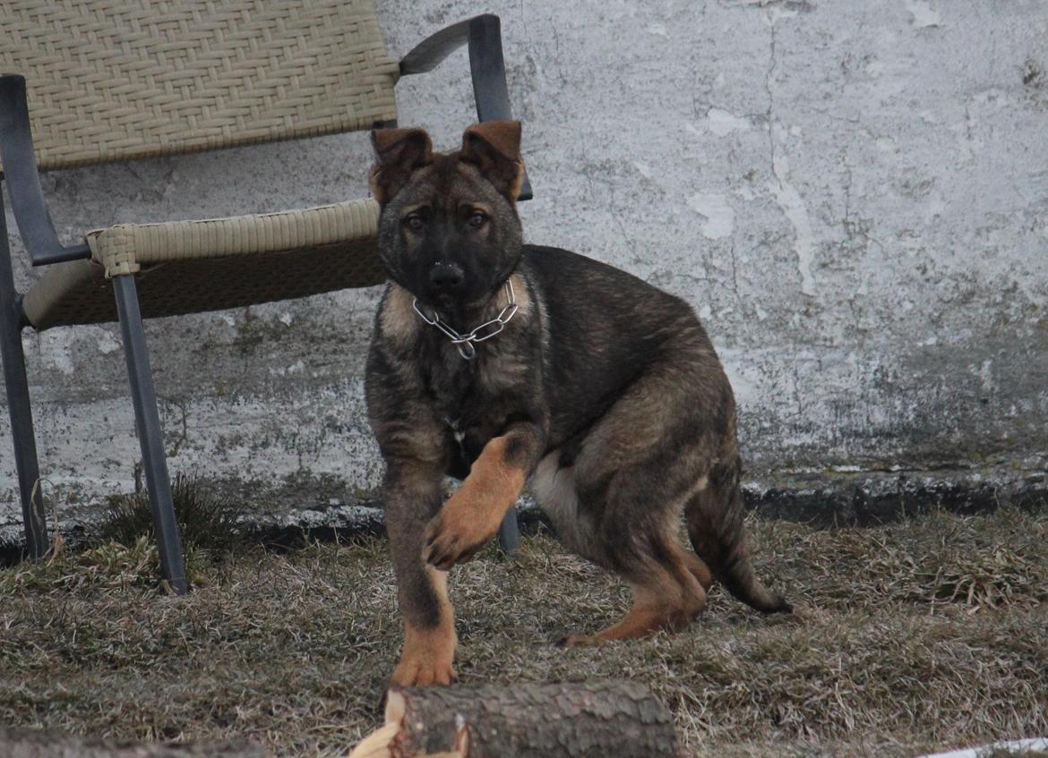 Schæferhund Ricla's Angus billede 13