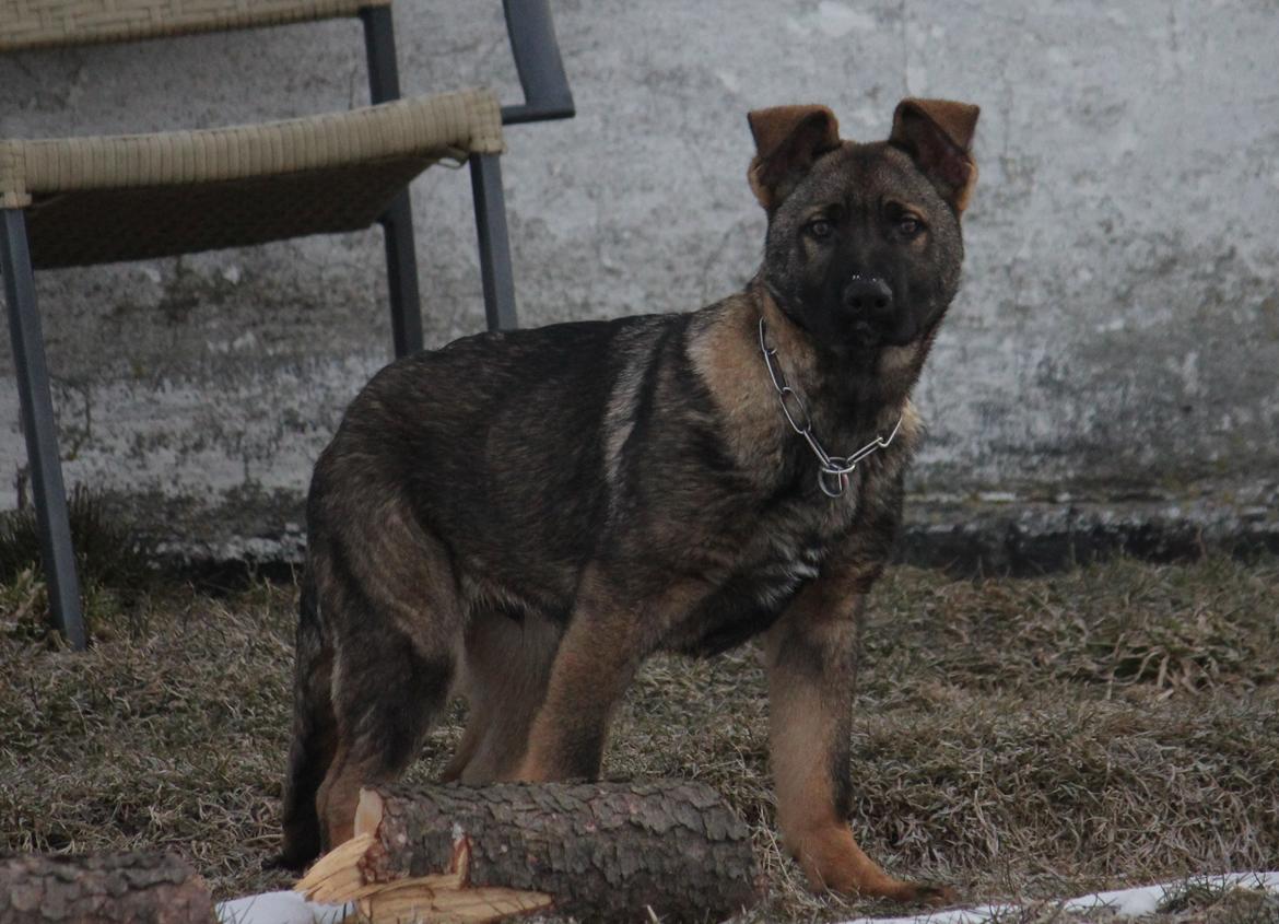 Schæferhund Ricla's Angus billede 14
