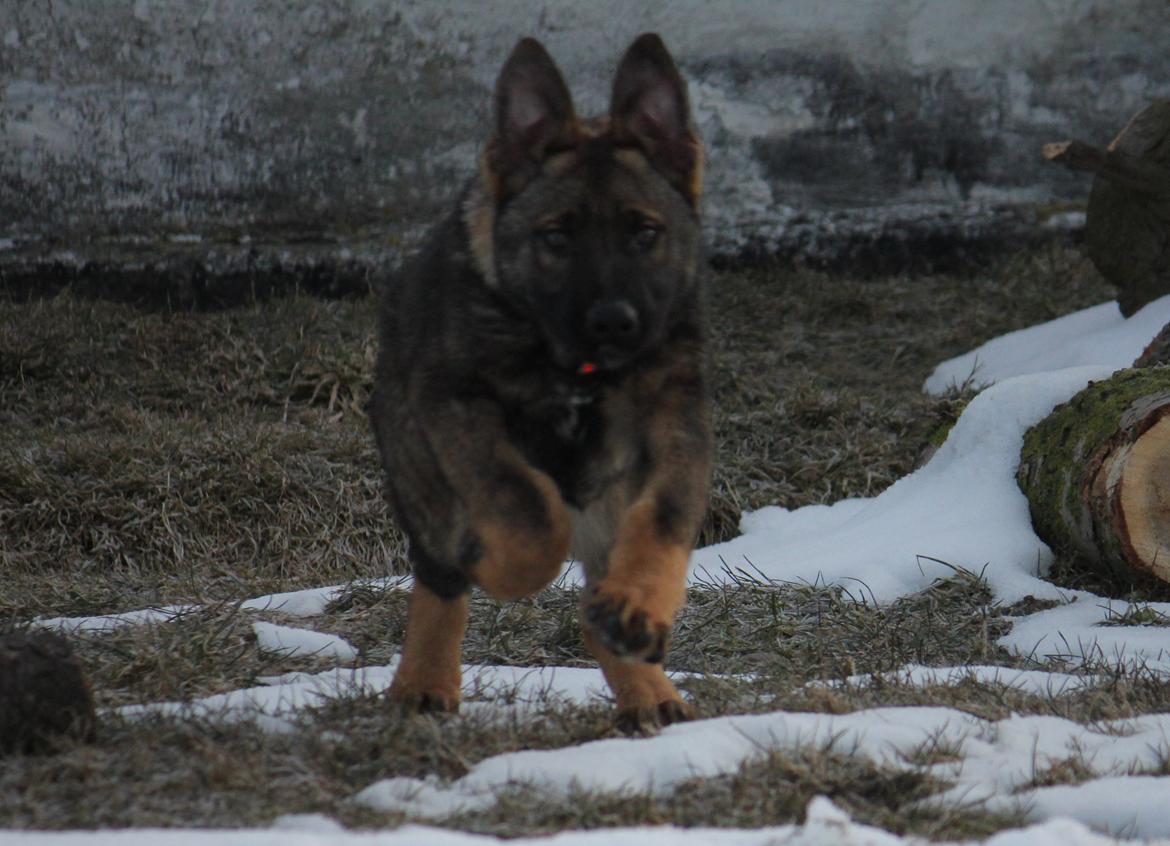 Schæferhund Ricla's Angus billede 15