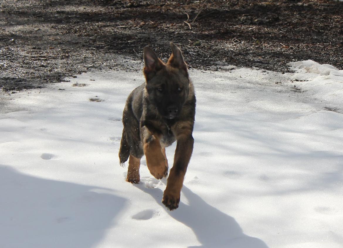 Schæferhund Ricla's Angus billede 16
