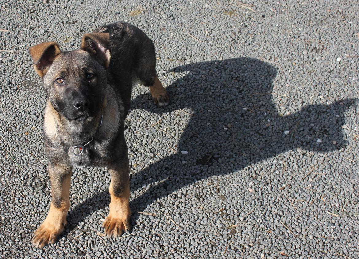 Schæferhund Ricla's Angus billede 7