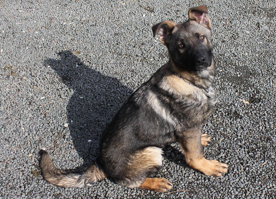 Schæferhund Ricla's Angus billede 17