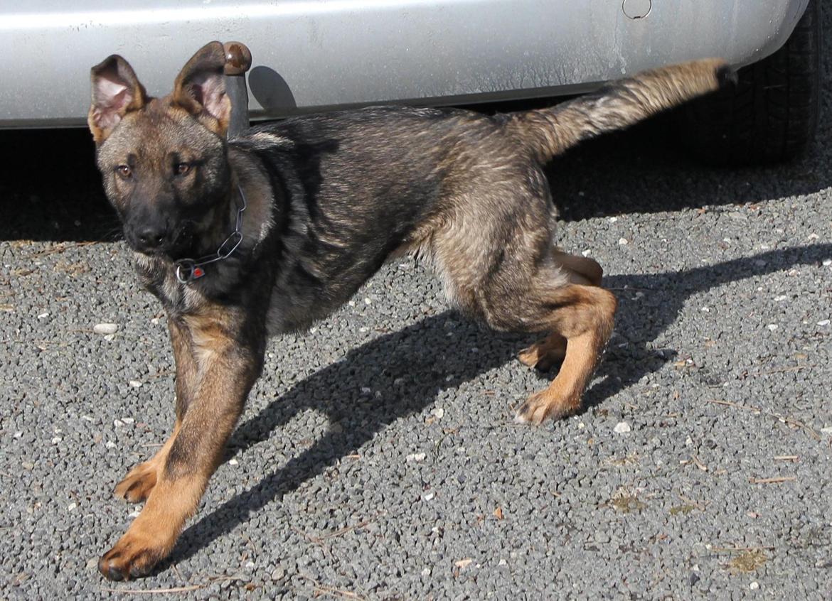 Schæferhund Ricla's Angus billede 8