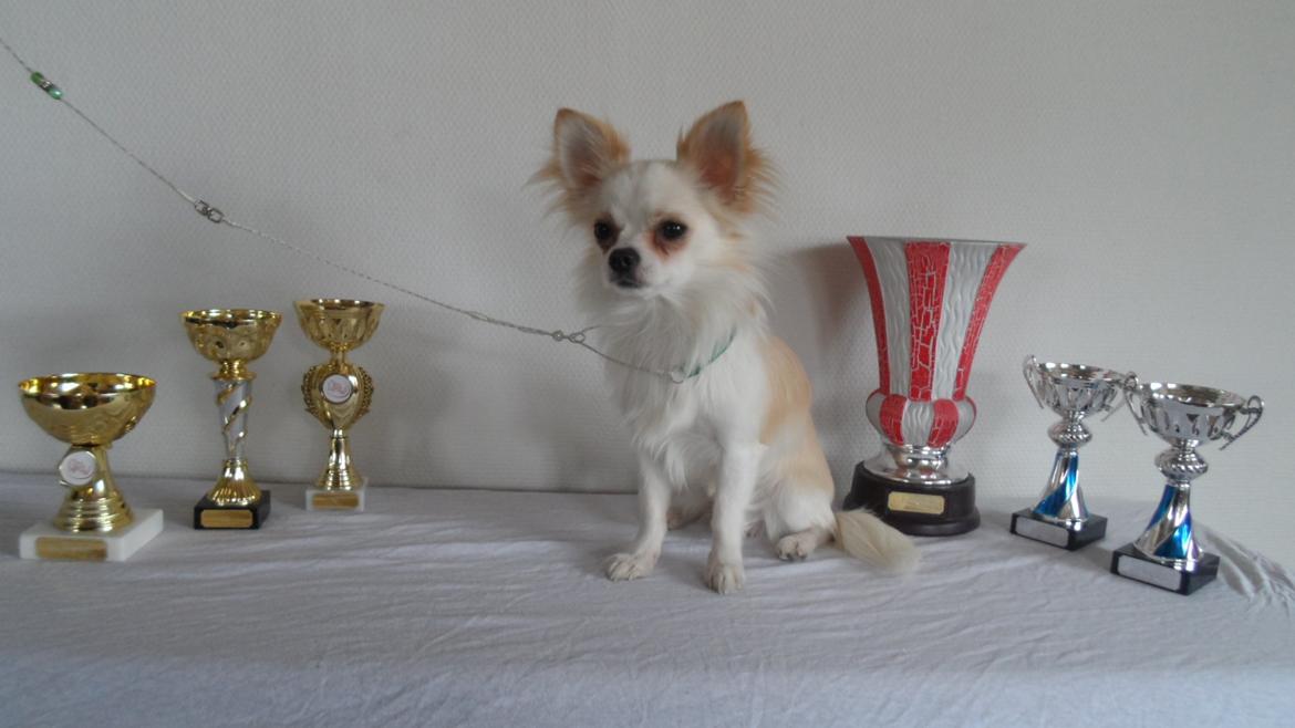 Chihuahua Hart And Souls Captain billede 1