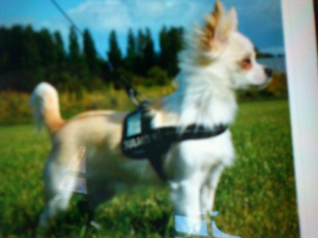 Chihuahua Hart And Souls Captain billede 2