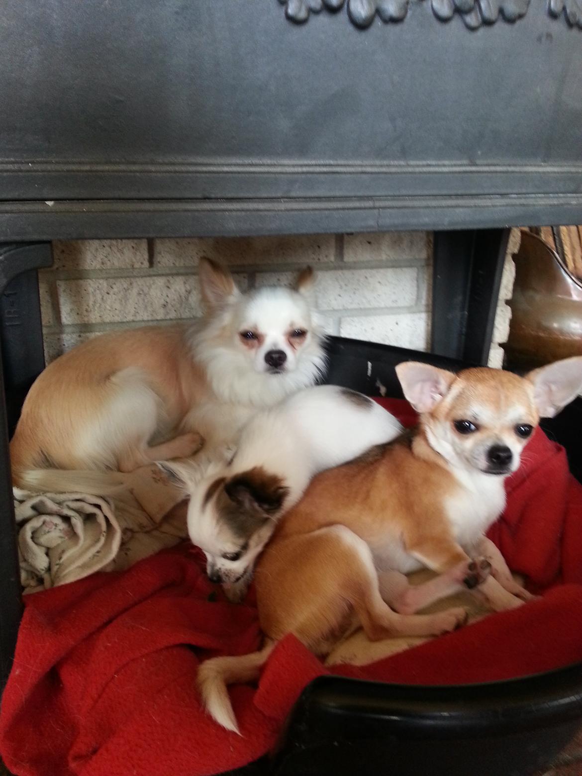 Chihuahua Hart And Souls Captain billede 3