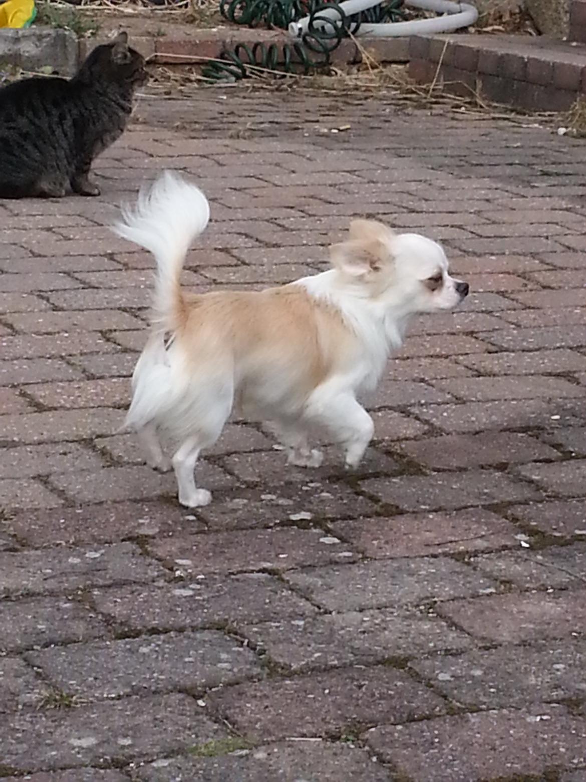 Chihuahua Hart And Souls Captain billede 4