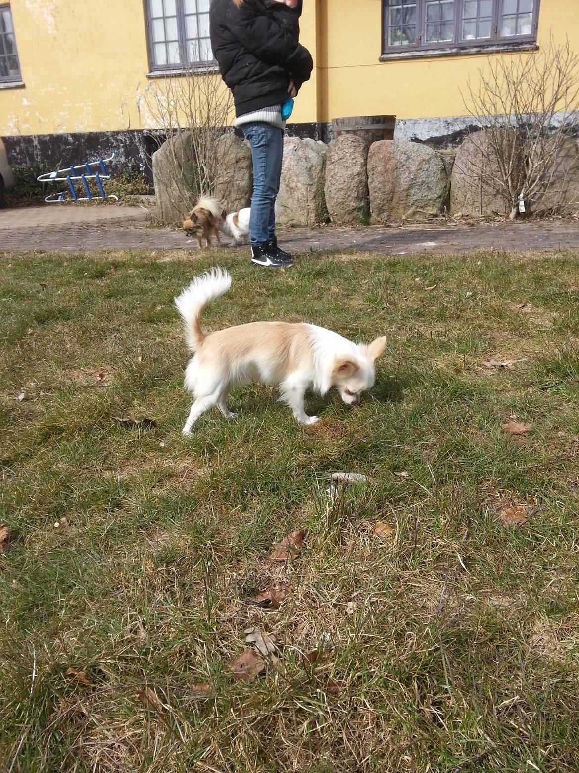 Chihuahua Hart And Souls Captain billede 5