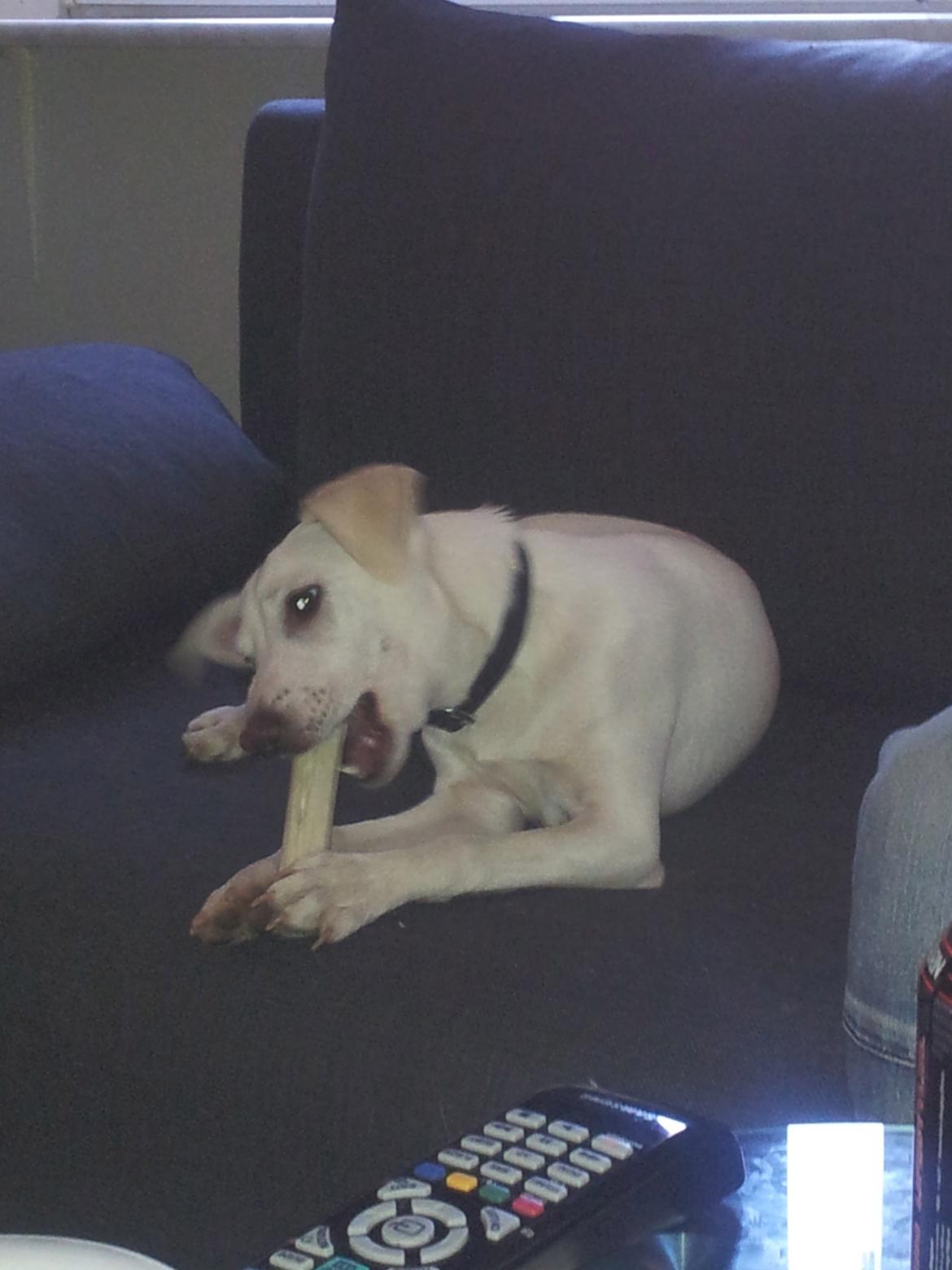 Dansk svensk gaardhund Basse - Altid godt med lidt til tænderne  billede 7