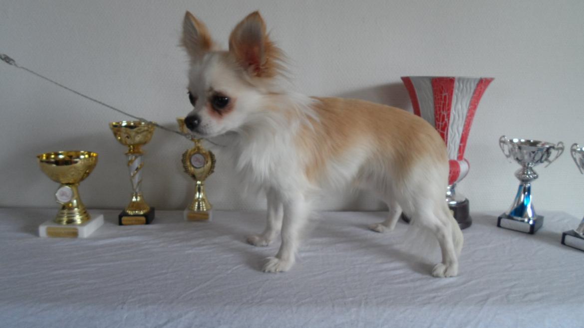 Chihuahua Hart And Souls Captain billede 6