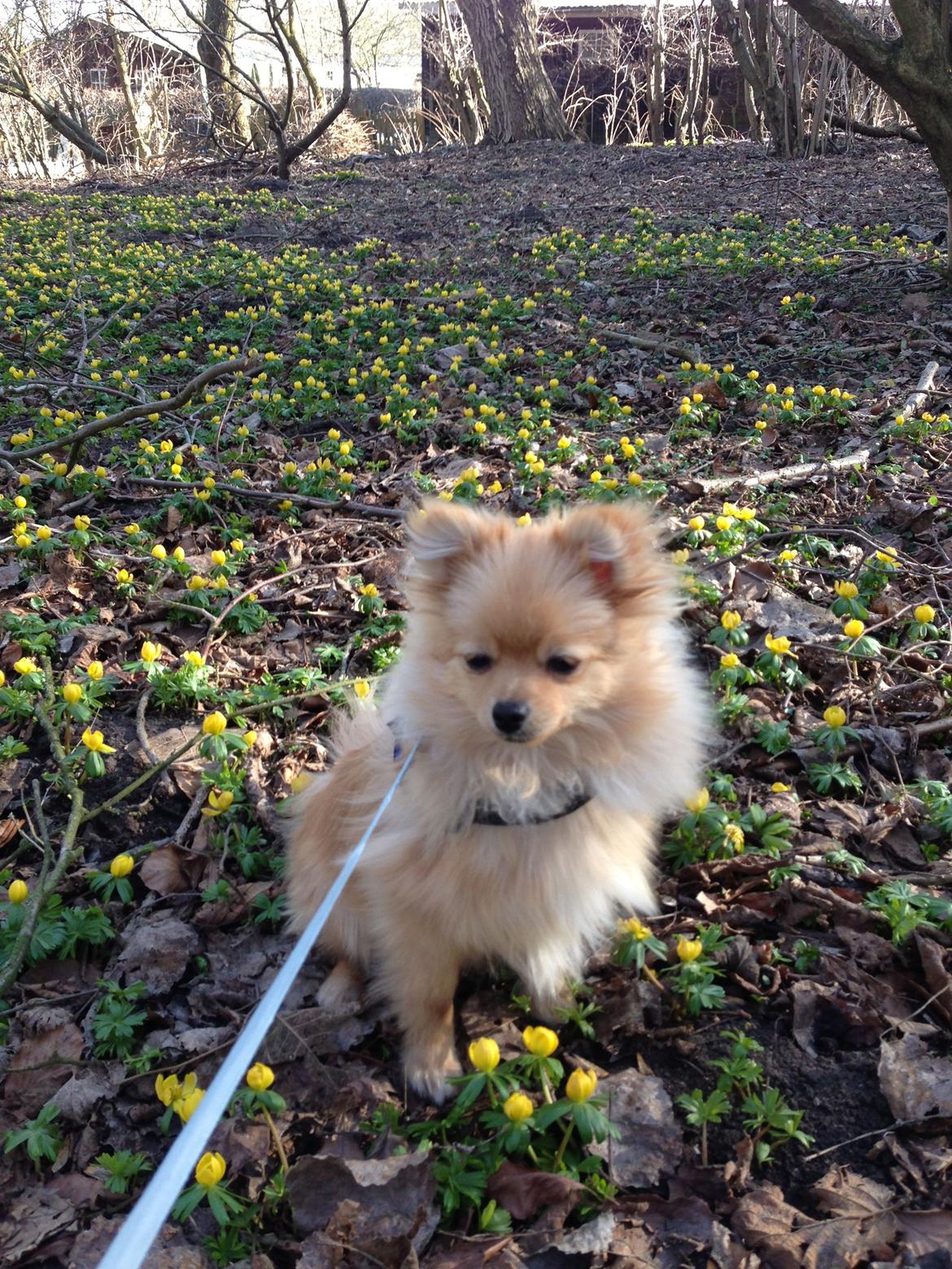 Pomeranian Simba - Simba er i skoven, og får et hvil i Iris-marken billede 5