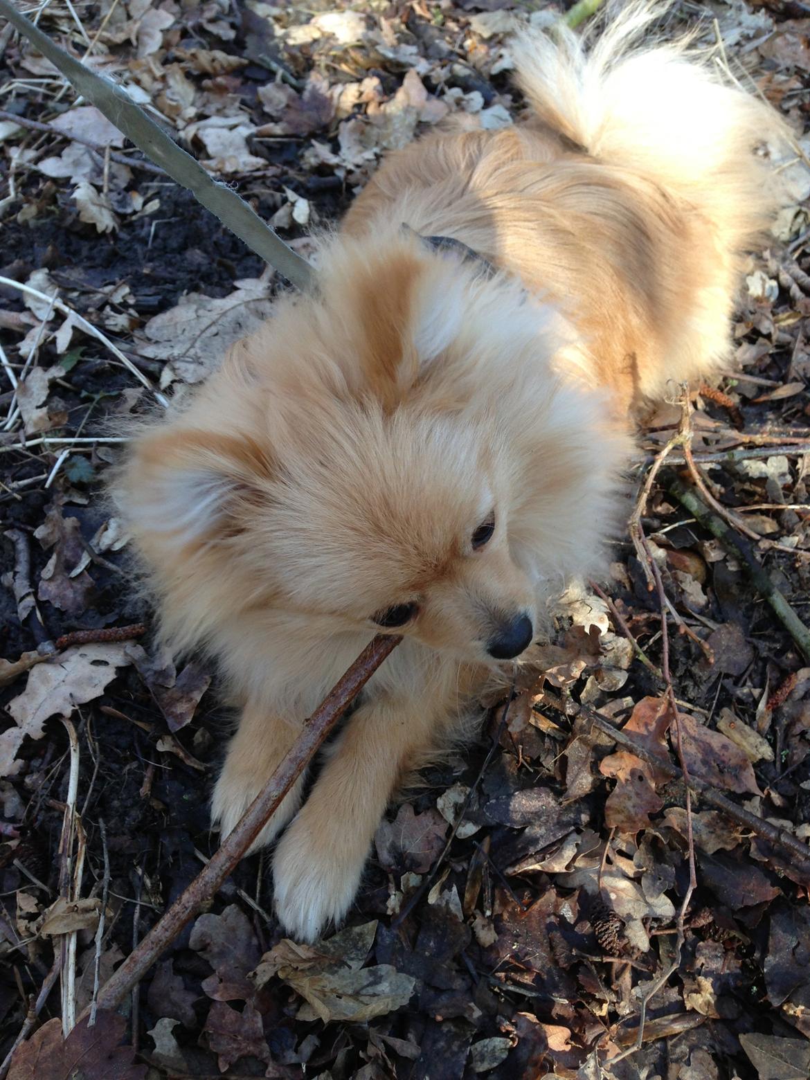 Pomeranian Simba - Simba har fundet sig en sjov tyggepind billede 6