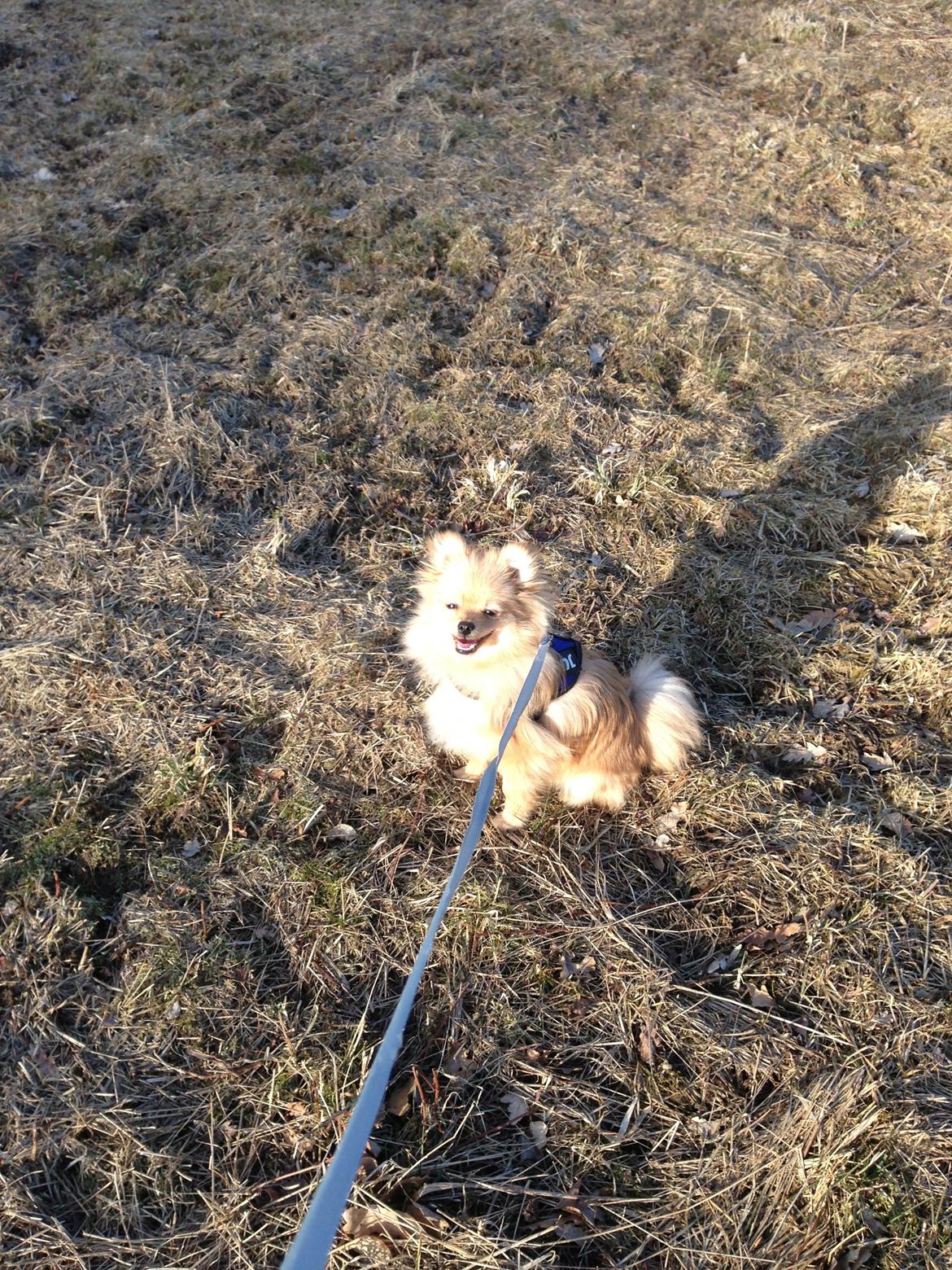 Pomeranian Simba - Simba nyder solskinnet på marken billede 7