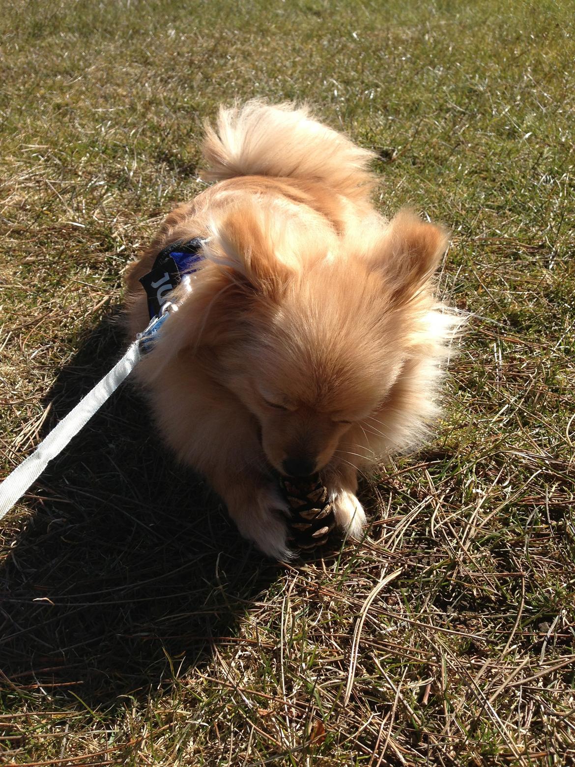 Pomeranian Simba - Simba er vild med, at lege med grandkogler billede 8