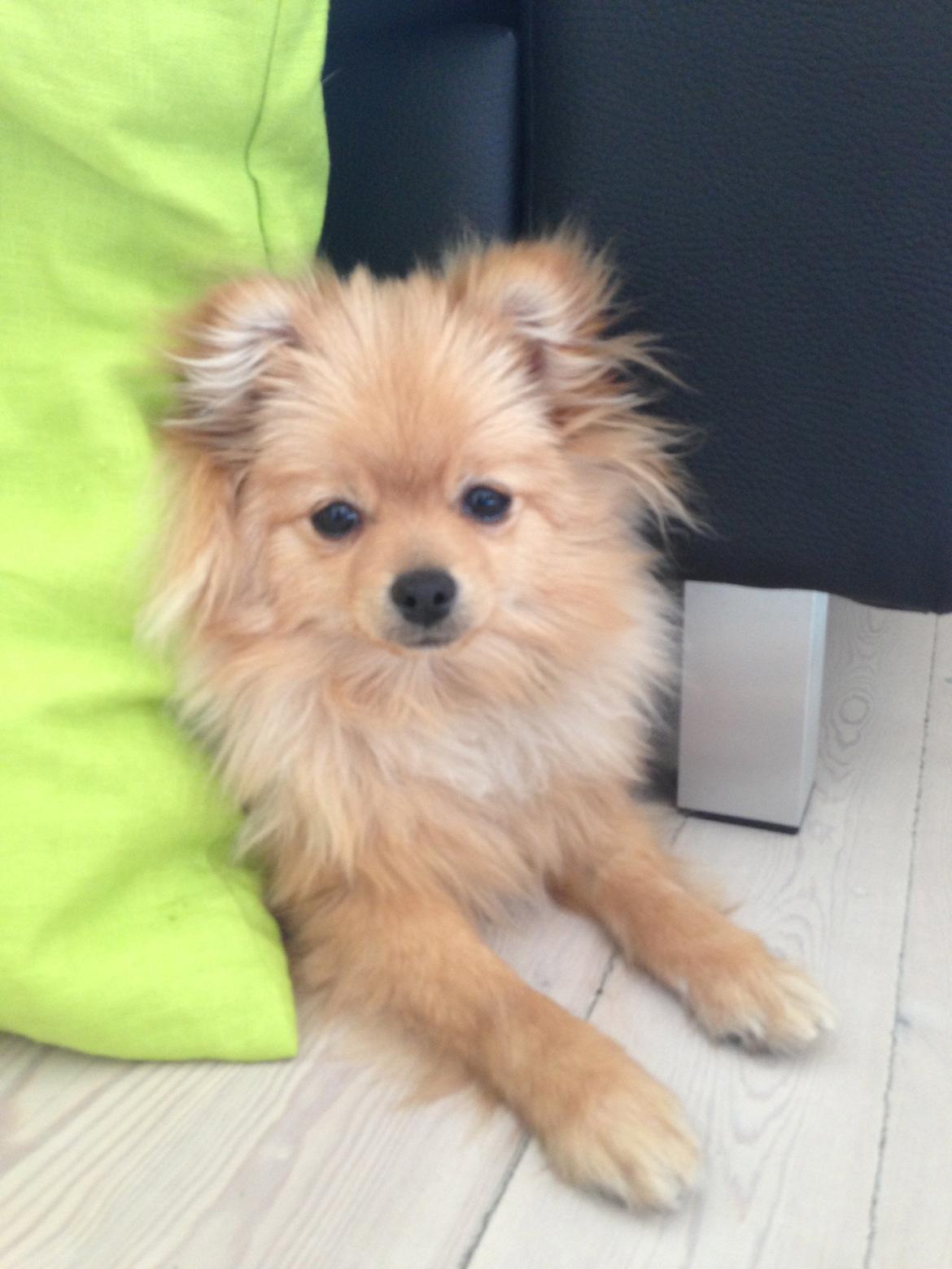 Pomeranian Simba - Efter en lang tur i skoven, har Simba lagt sig til at putte billede 9