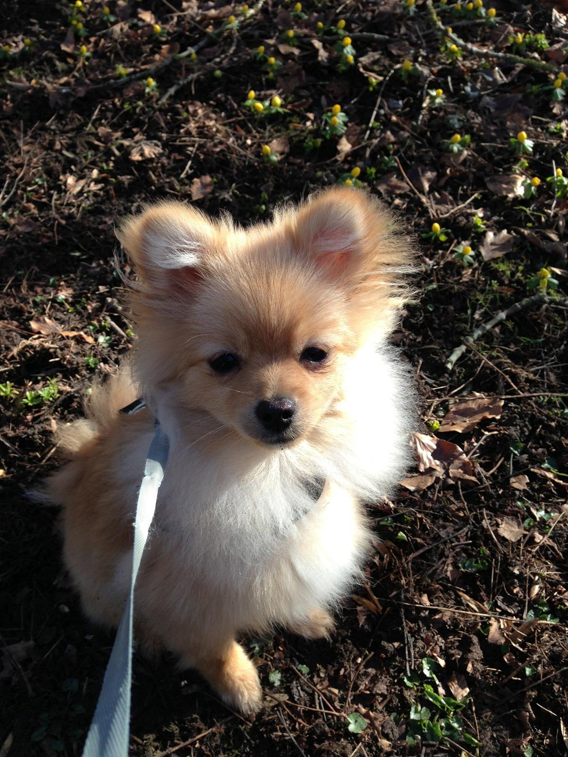 Pomeranian Simba - "Det er så hyggeligt med en gåtur" :-) billede 10